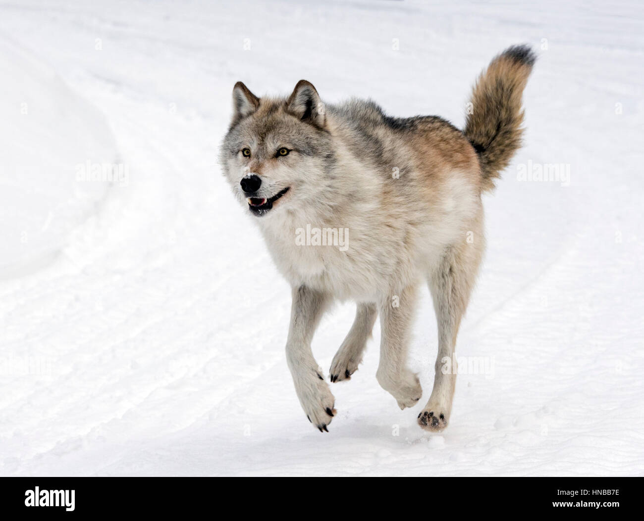 Lupo grigio; Lupus Canus; British Columbia; Canada Foto Stock