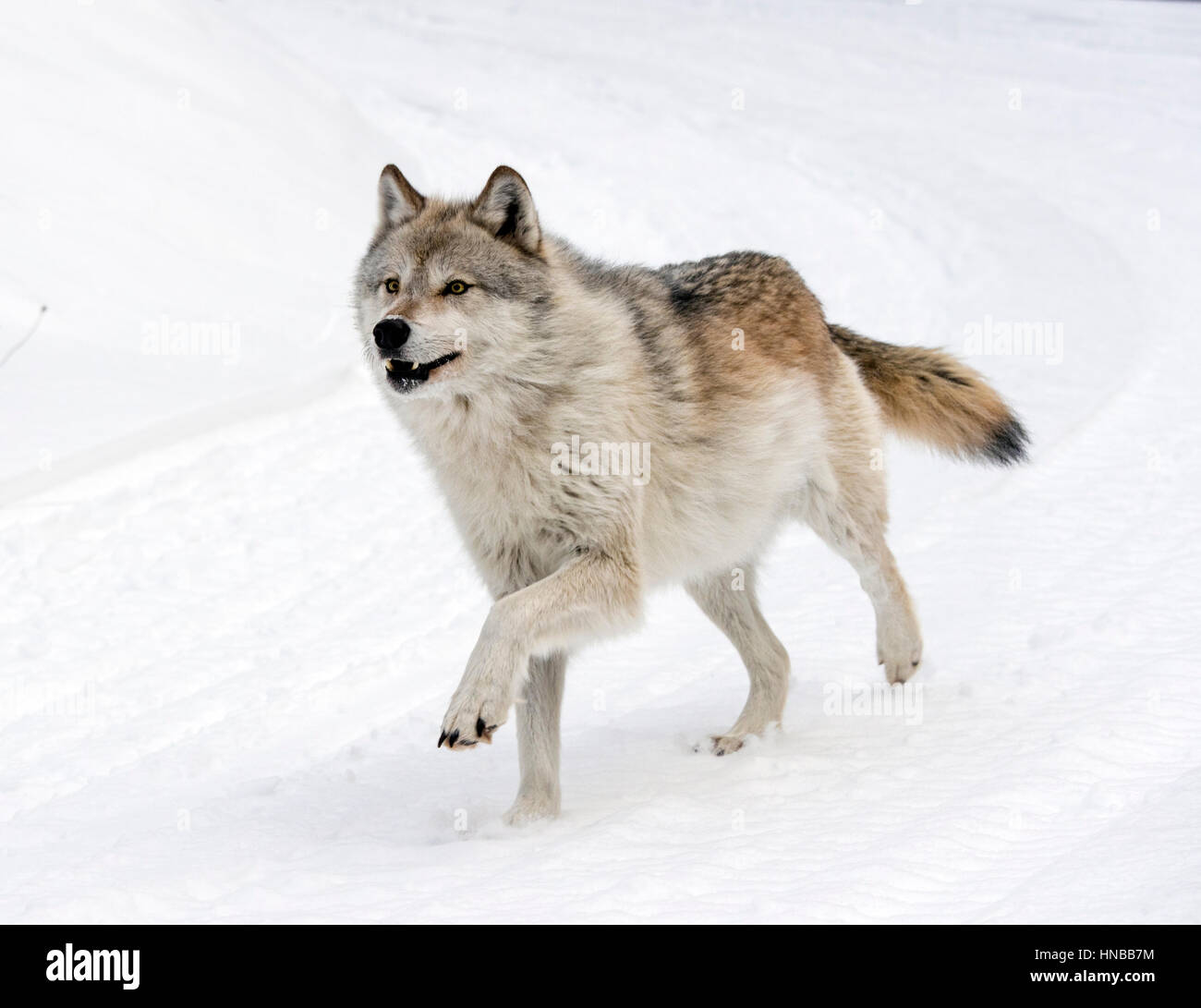 Lupo grigio; Lupus Canus; British Columbia; Canada Foto Stock