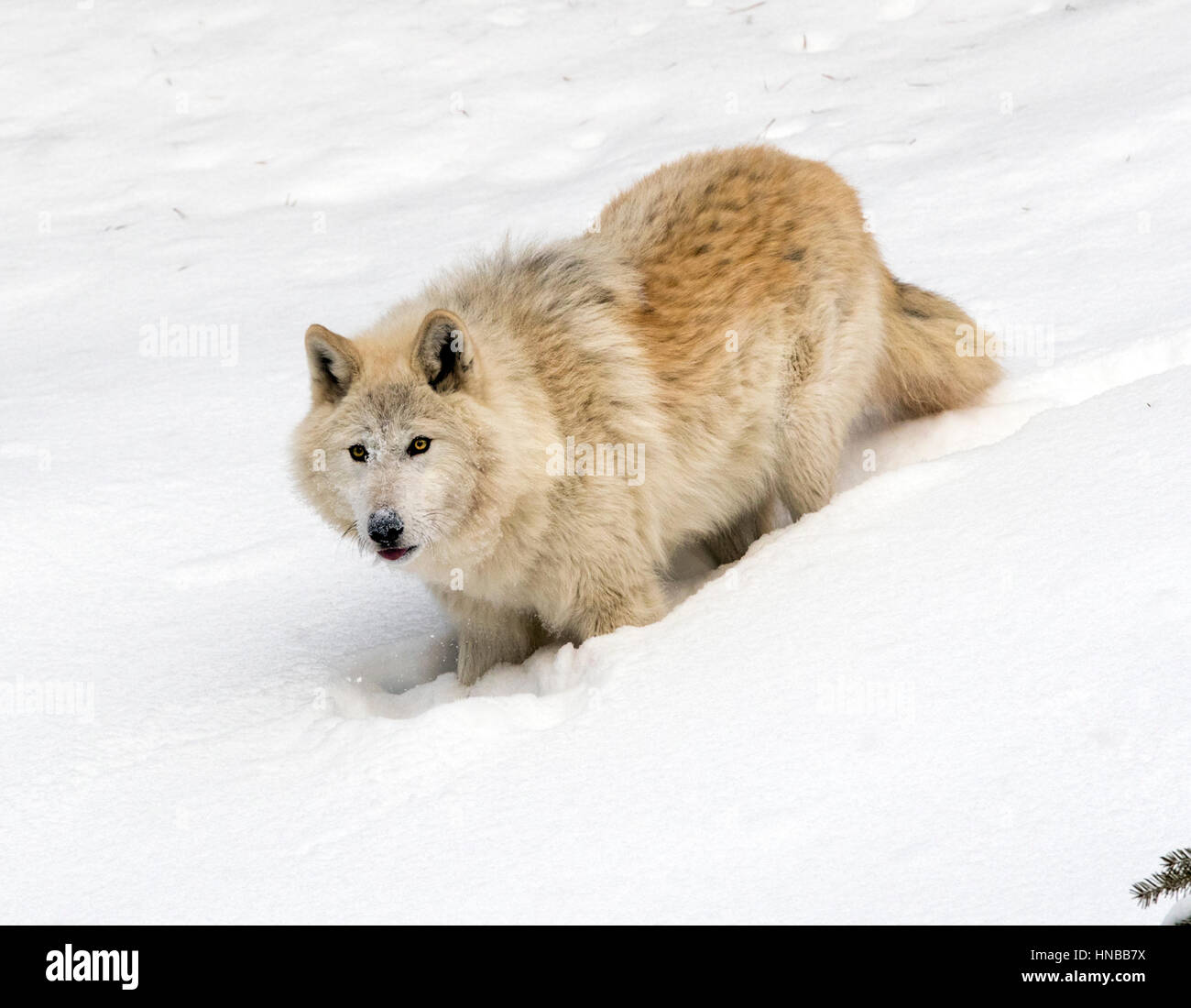Lupo grigio; Lupus Canus; British Columbia; Canada Foto Stock