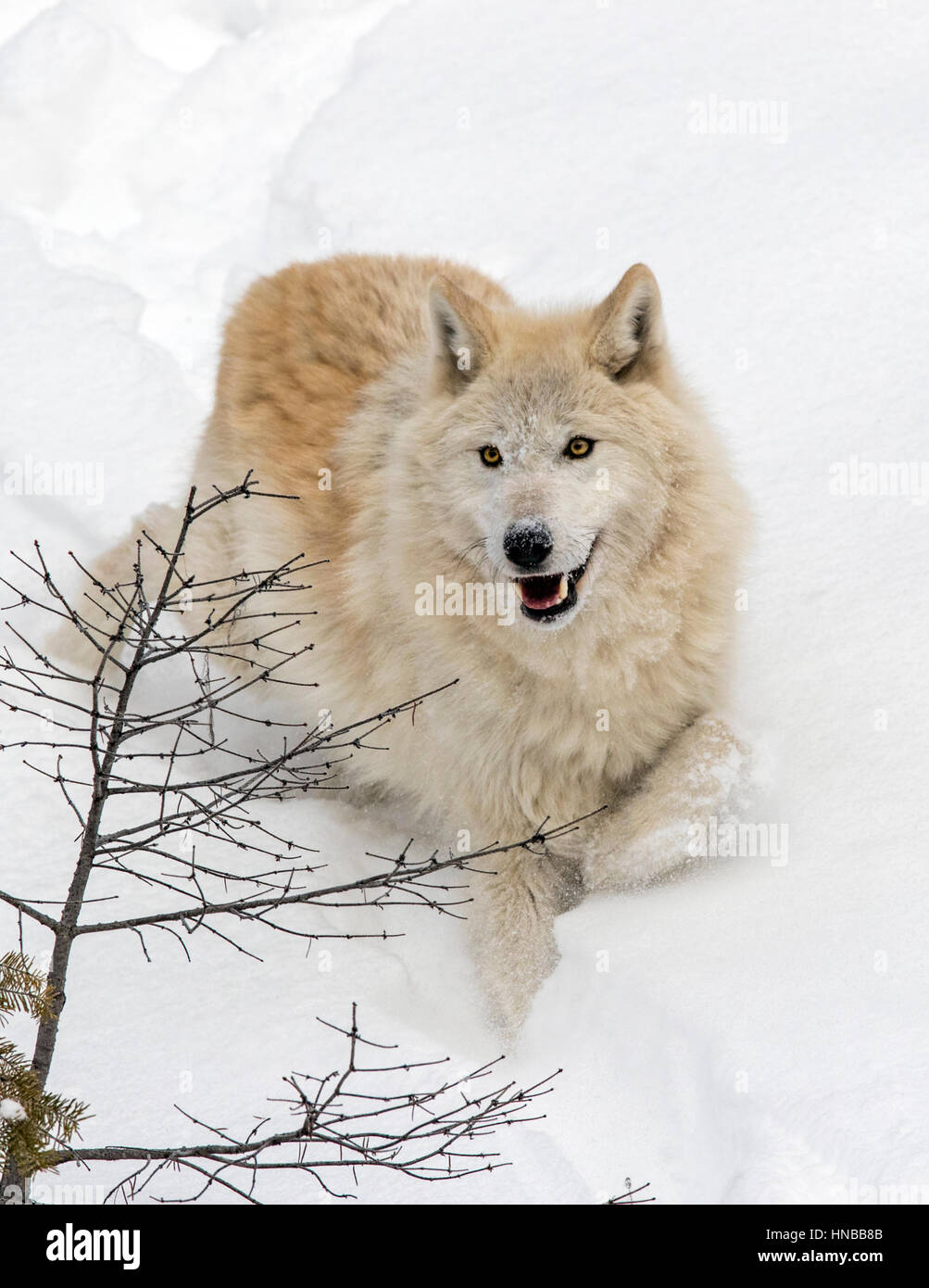 Lupo grigio; Lupus Canus; British Columbia; Canada Foto Stock