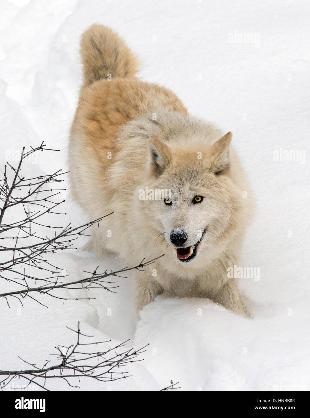 Lupo grigio; Lupus Canus; British Columbia; Canada Foto Stock