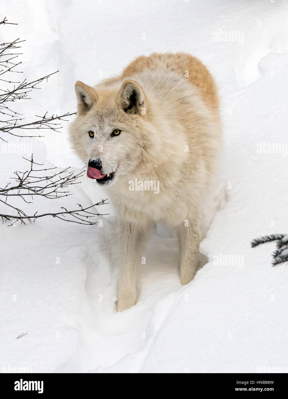 Lupo grigio; Lupus Canus; British Columbia; Canada Foto Stock