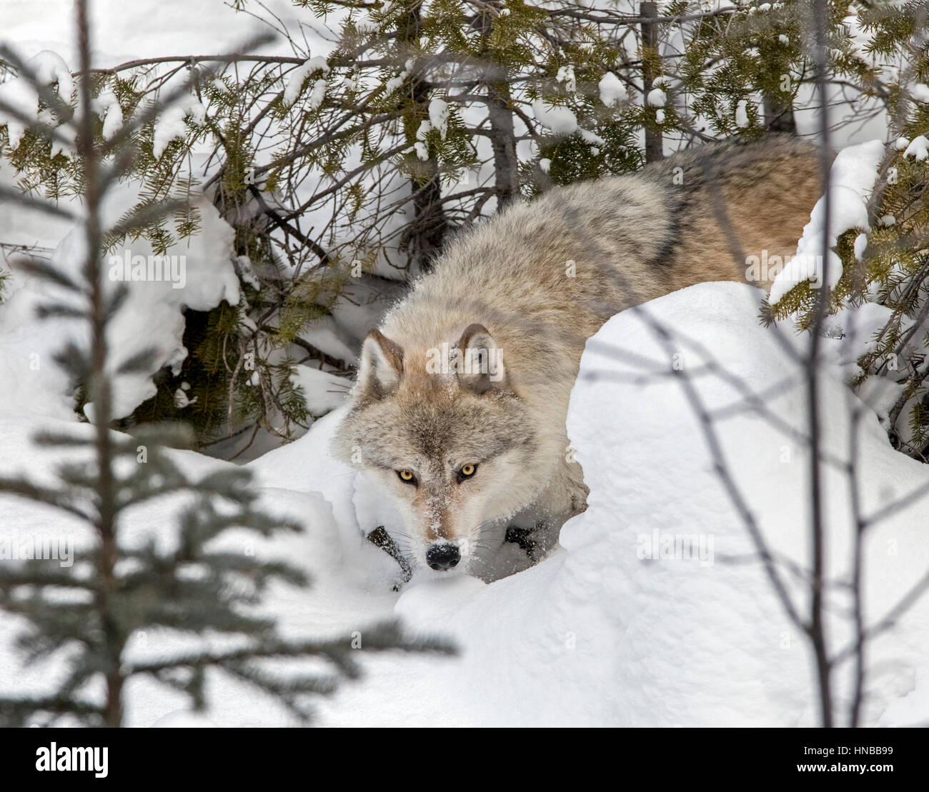 Lupo grigio; Lupus Canus; British Columbia; Canada Foto Stock