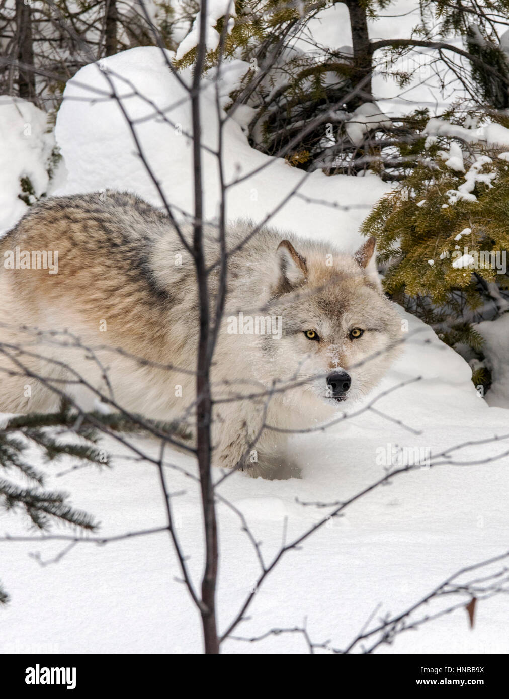 Lupo grigio; Lupus Canus; British Columbia; Canada Foto Stock