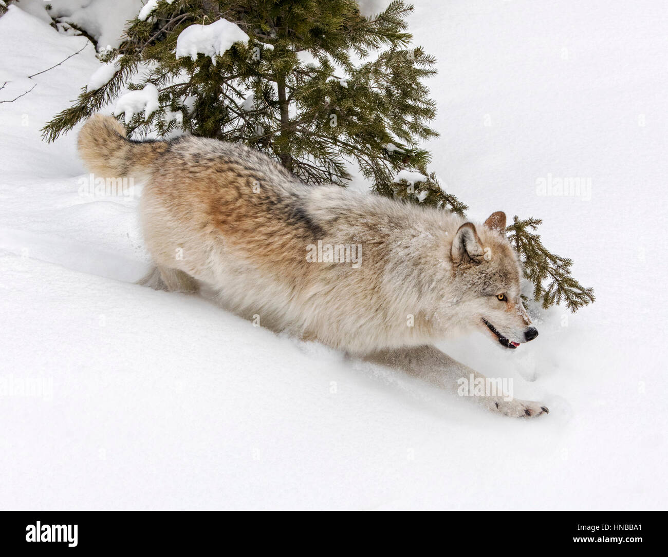 Lupo grigio; Lupus Canus; British Columbia; Canada Foto Stock