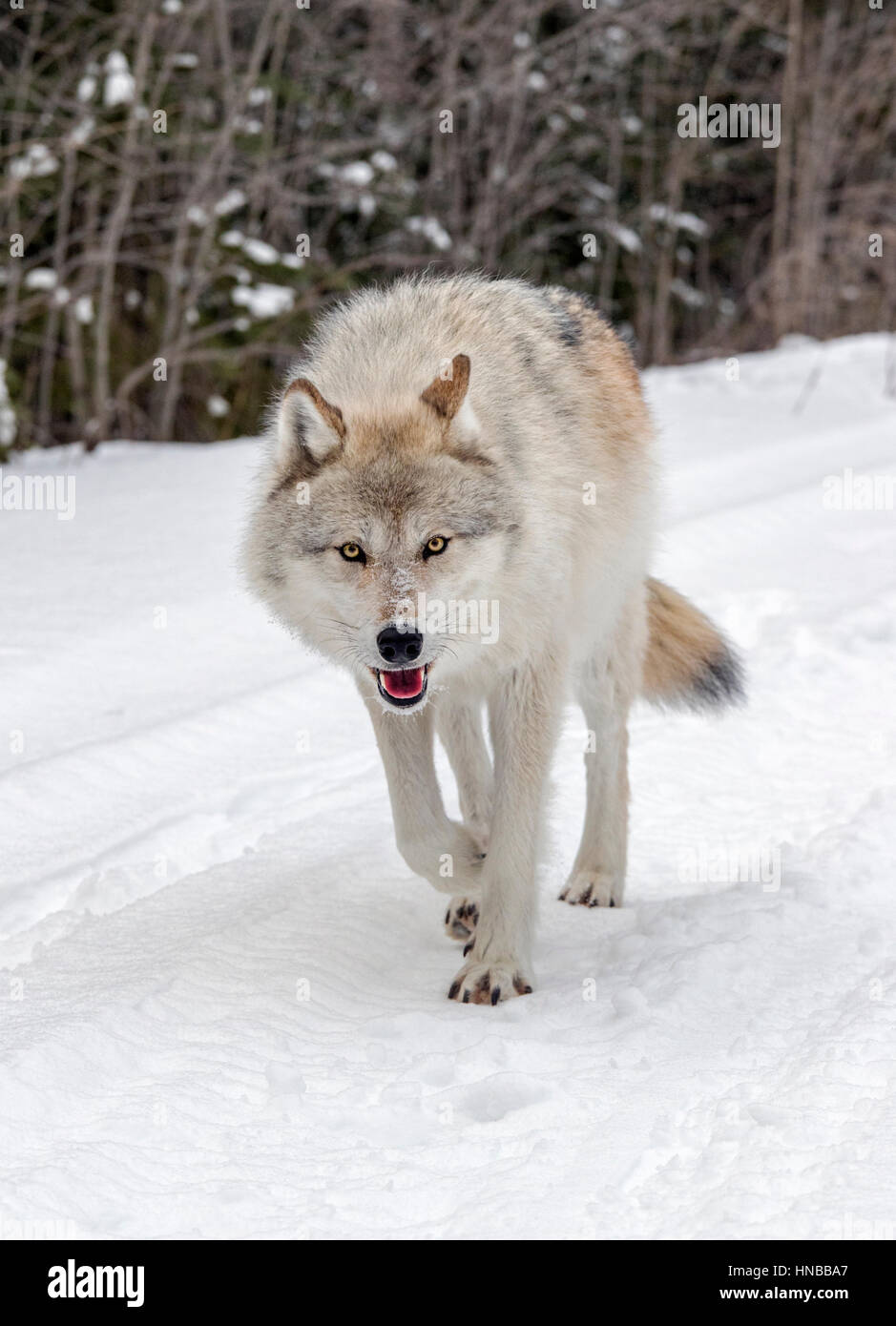 Lupo grigio; Lupus Canus; British Columbia; Canada Foto Stock