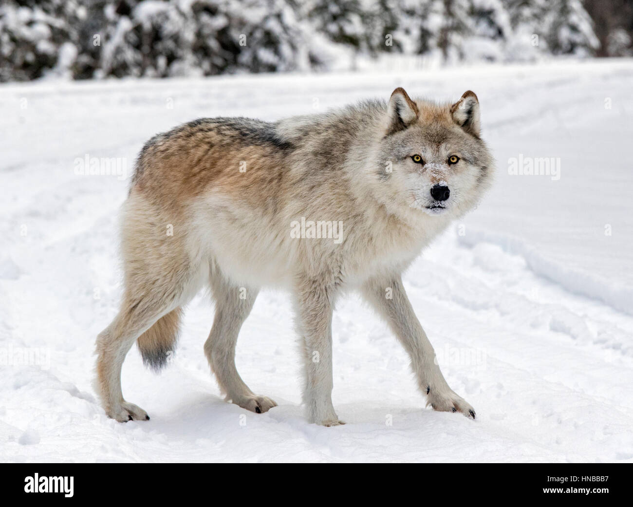 Lupo grigio; Lupus Canus; British Columbia; Canada Foto Stock