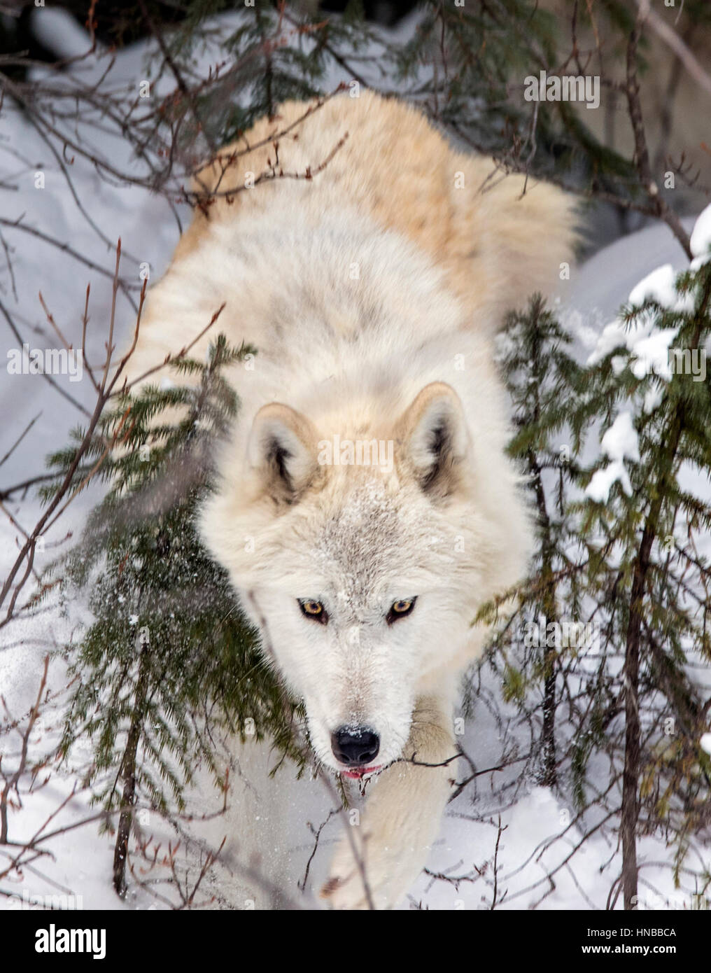 Lupo grigio; Lupus Canus; British Columbia; Canada Foto Stock