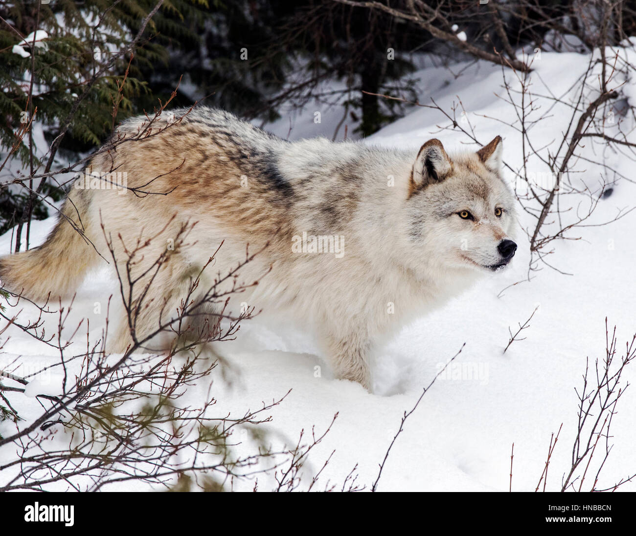 Lupo grigio; Lupus Canus; British Columbia; Canada Foto Stock