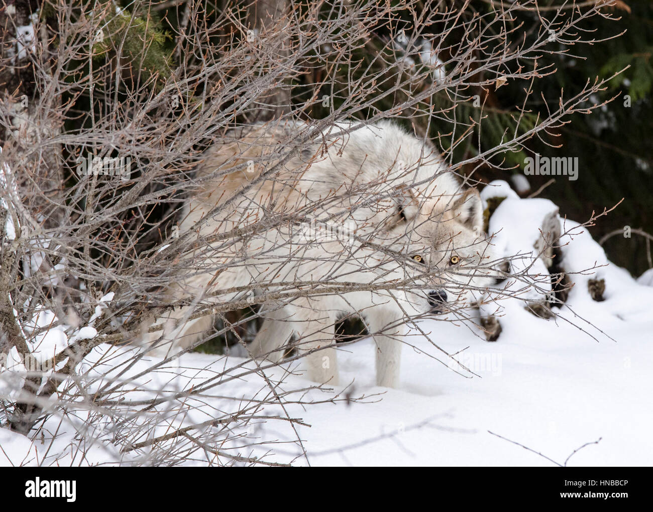 Lupo grigio; Lupus Canus; British Columbia; Canada Foto Stock