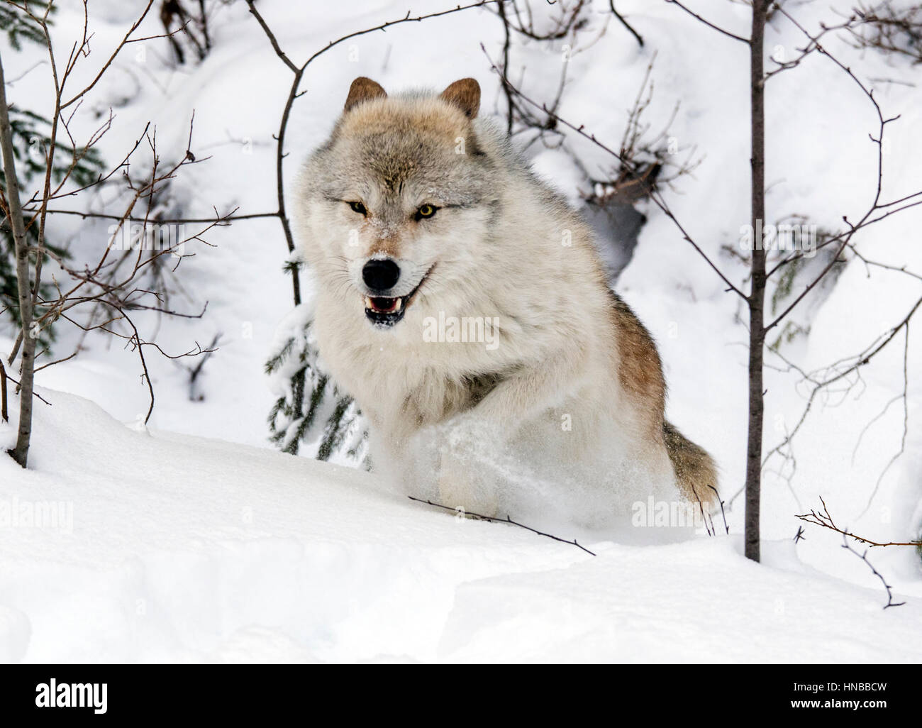 Lupo grigio; Lupus Canus; British Columbia; Canada Foto Stock