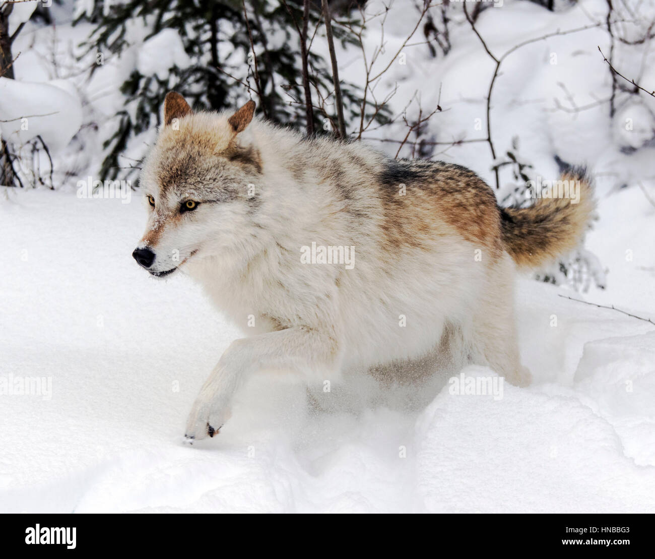 Lupo grigio; Lupus Canus; British Columbia; Canada Foto Stock