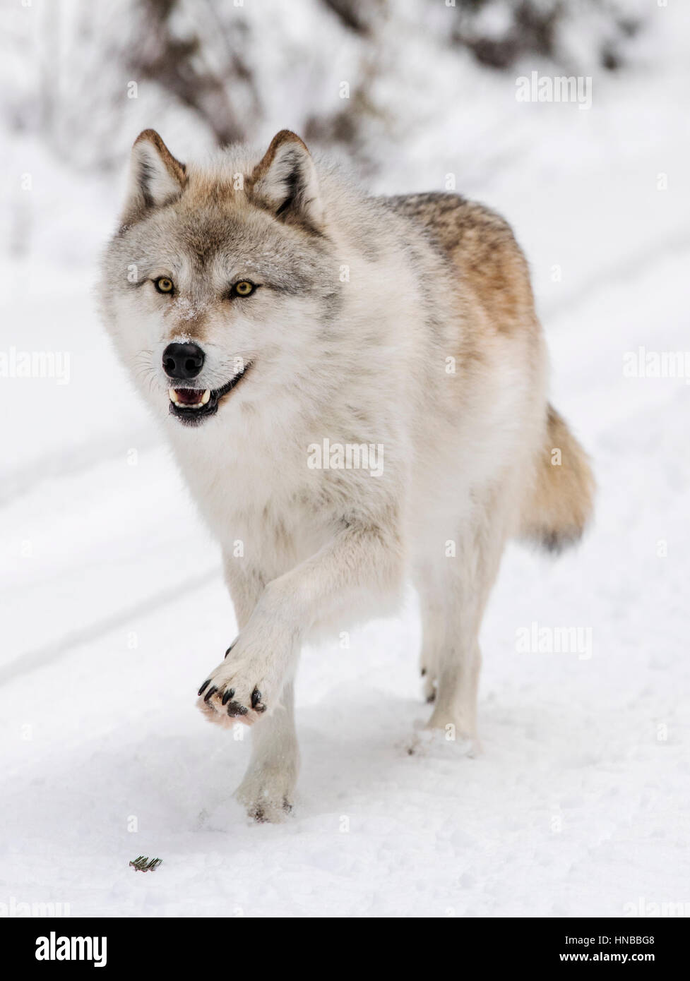 Lupo grigio; Lupus Canus; British Columbia; Canada Foto Stock
