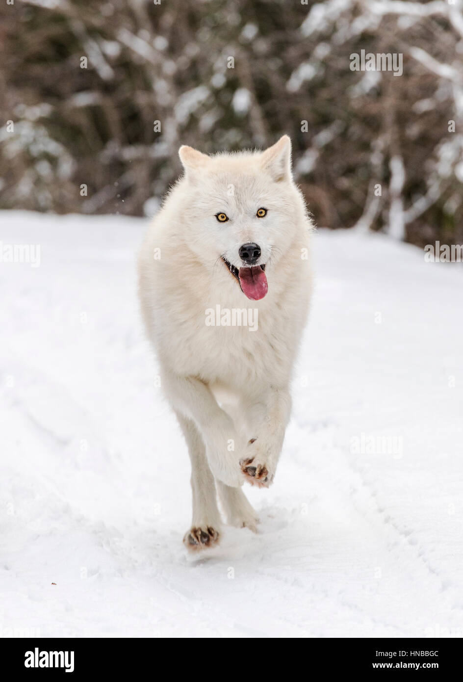 Lupo grigio; Lupus Canus; British Columbia; Canada Foto Stock