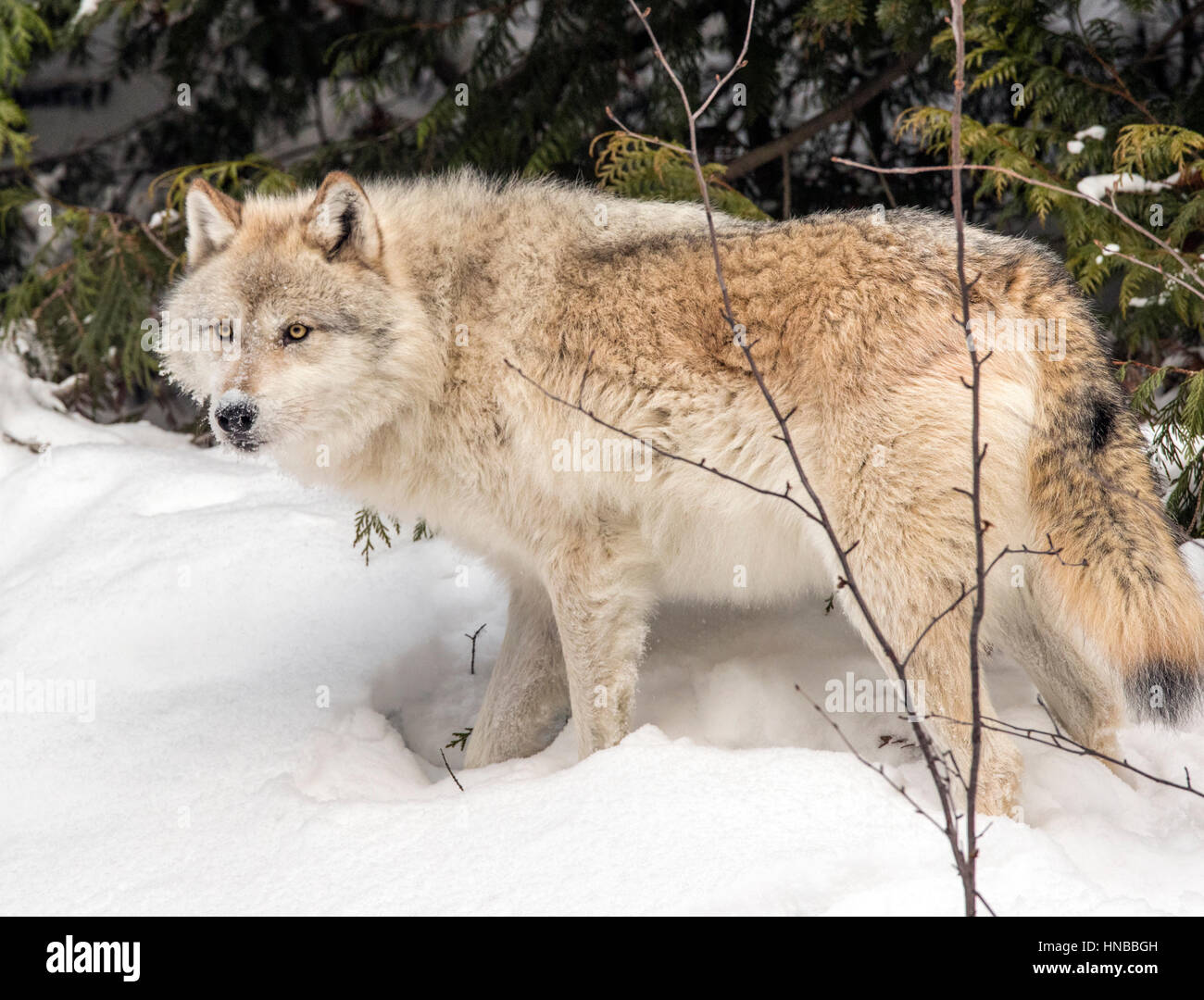 Lupo grigio; Lupus Canus; British Columbia; Canada Foto Stock