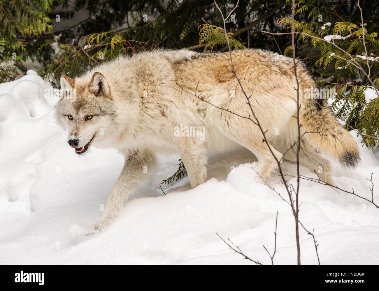 Lupo grigio; Lupus Canus; British Columbia; Canada Foto Stock