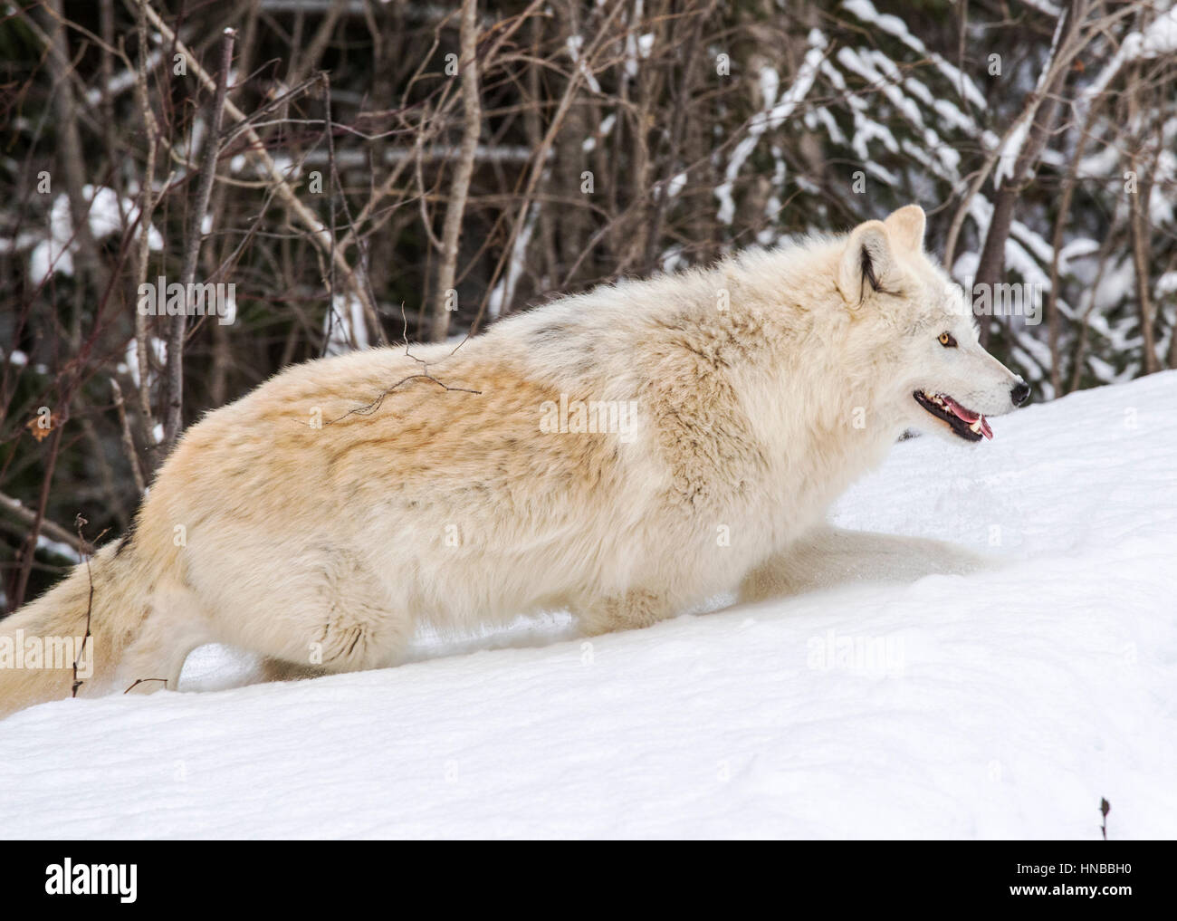 Lupo grigio; Lupus Canus; British Columbia; Canada Foto Stock