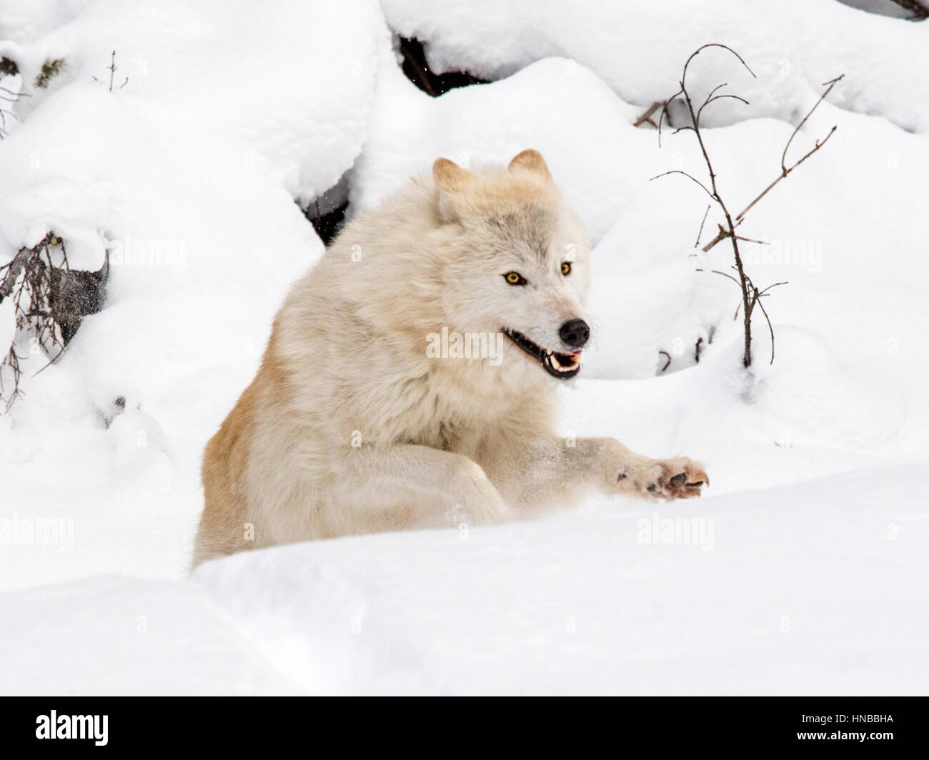 Lupo grigio; Lupus Canus; British Columbia; Canada Foto Stock