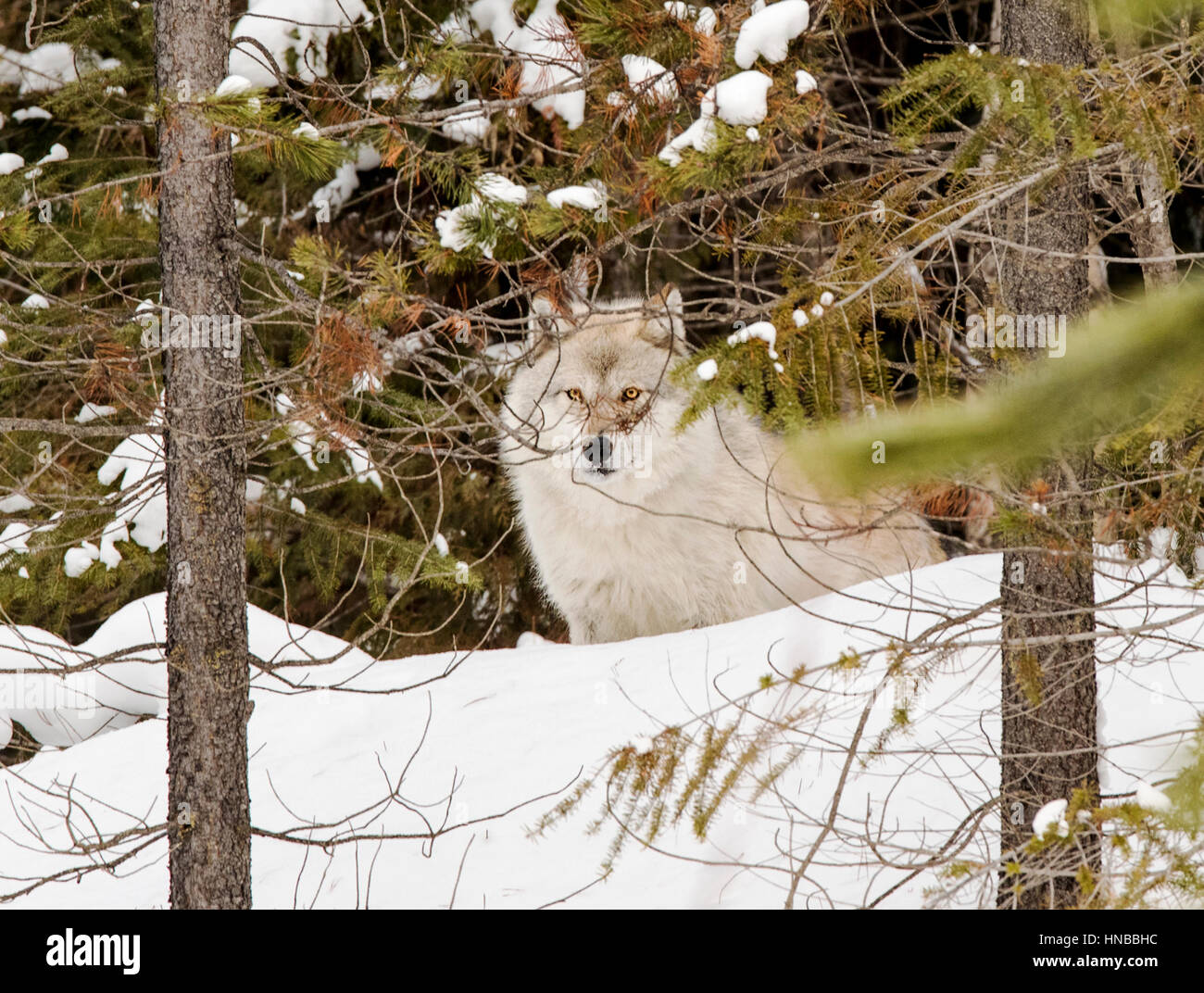 Lupo grigio; Lupus Canus; British Columbia; Canada Foto Stock
