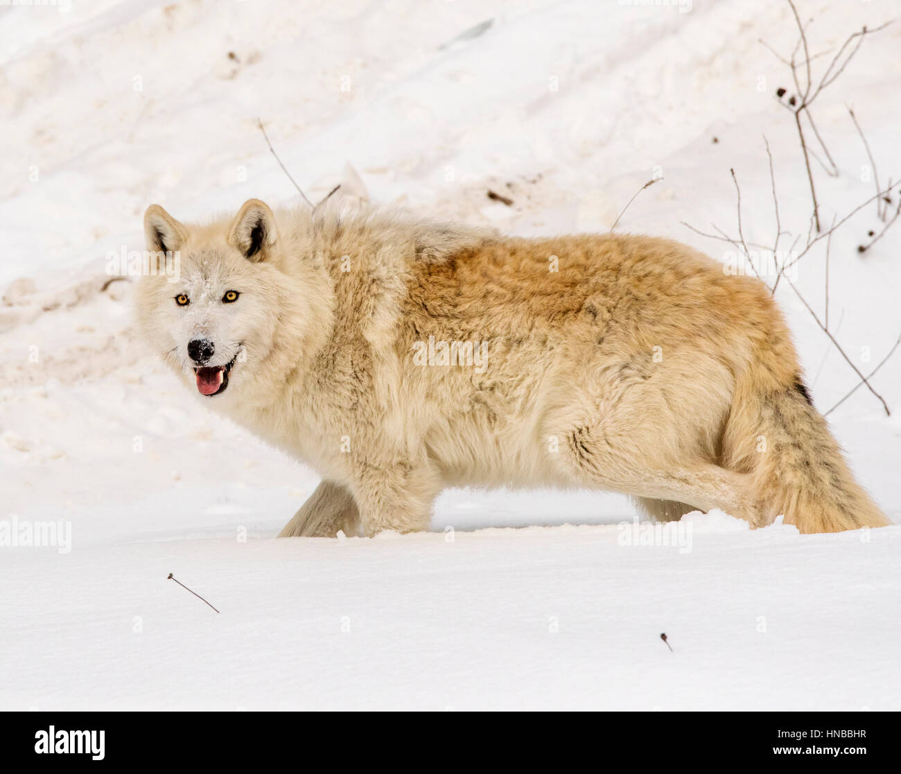 Lupo grigio; Lupus Canus; British Columbia; Canada Foto Stock