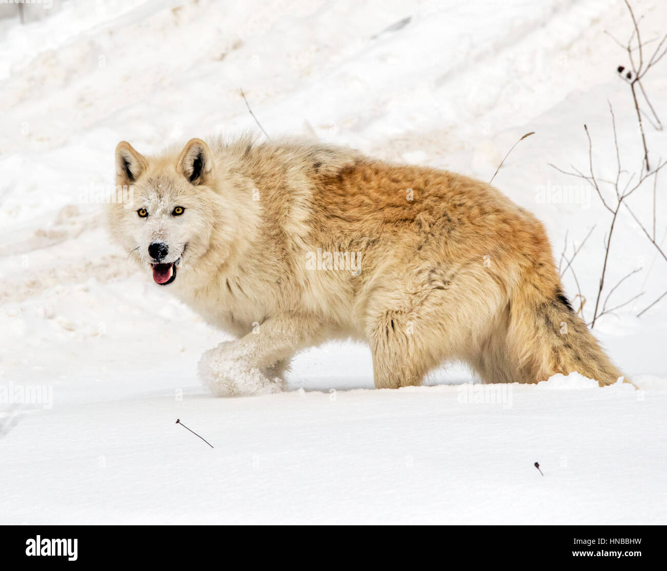 Lupo grigio; Lupus Canus; British Columbia; Canada Foto Stock