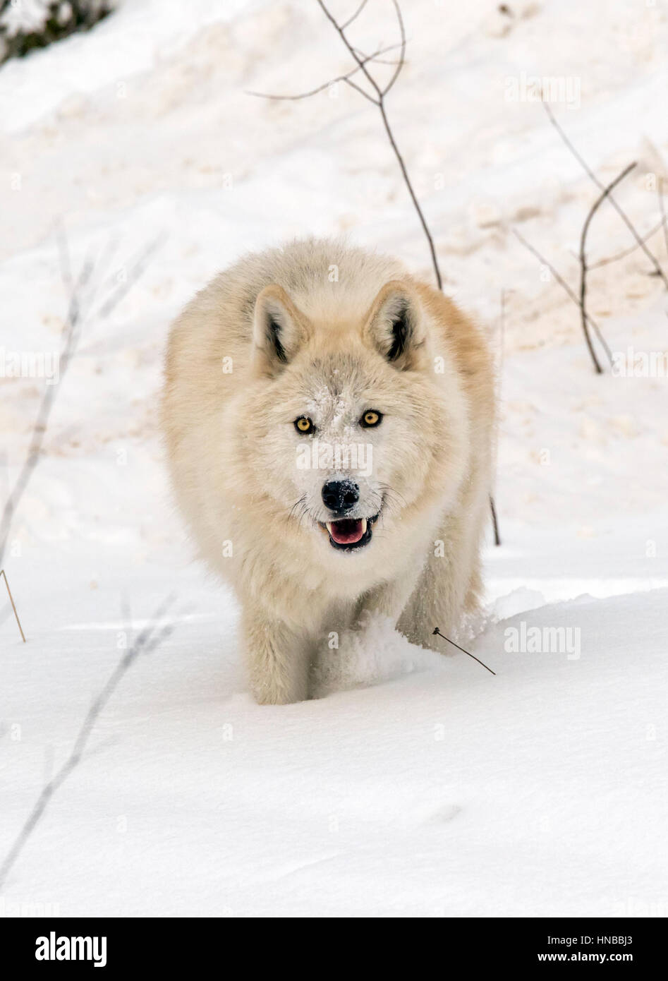 Lupo grigio; Lupus Canus; British Columbia; Canada Foto Stock