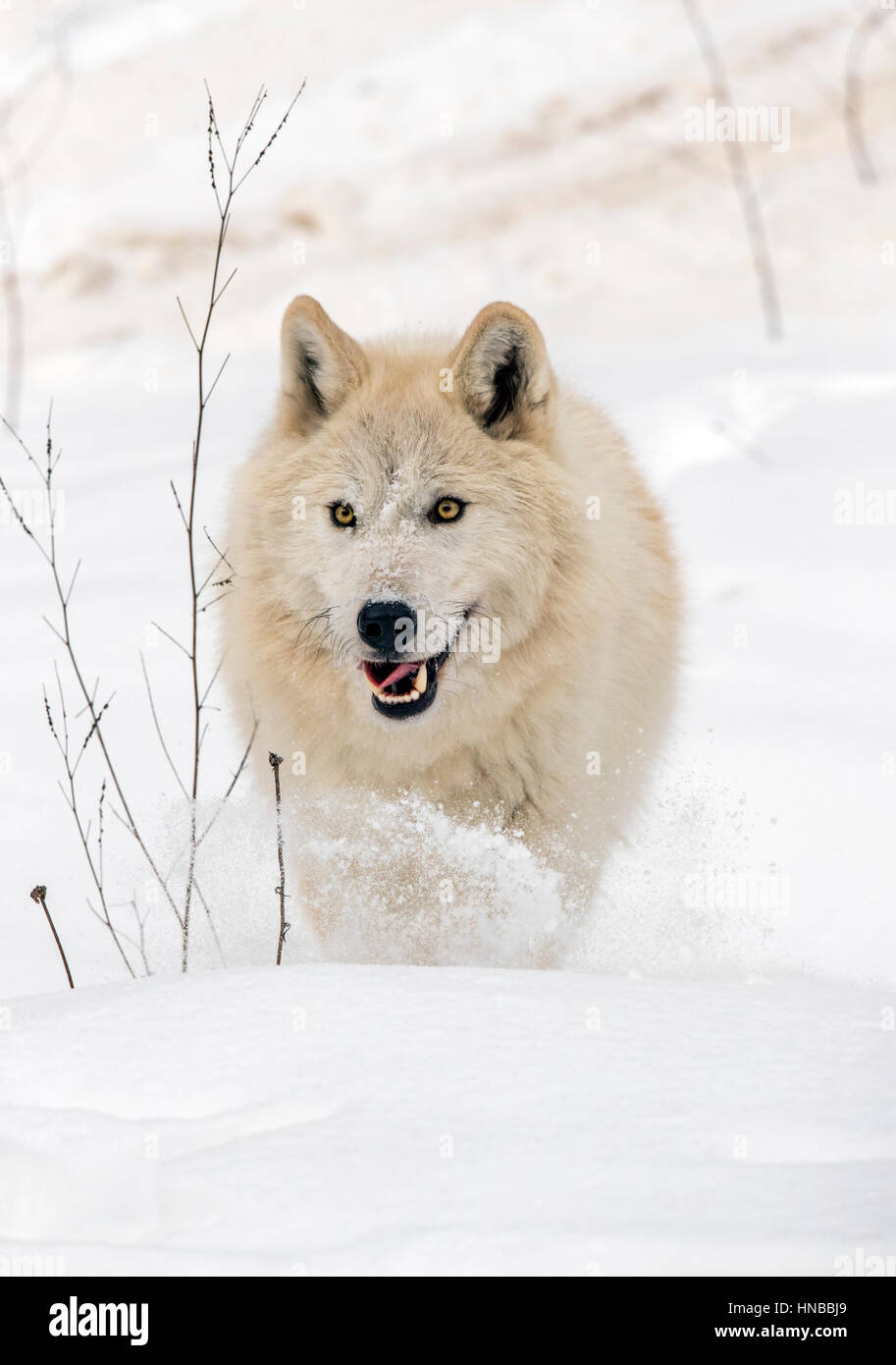 Lupo grigio; Lupus Canus; British Columbia; Canada Foto Stock