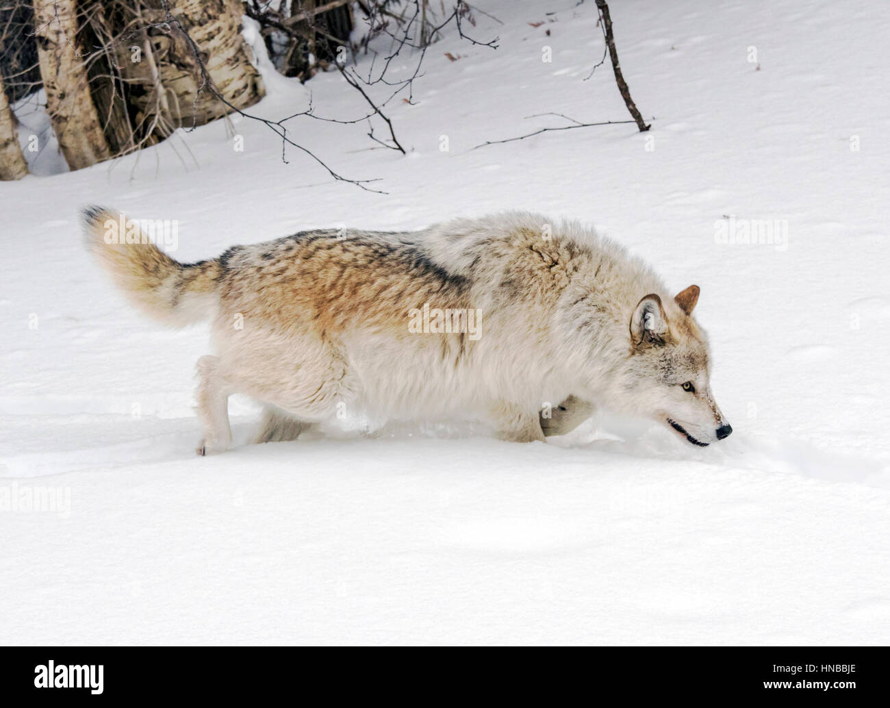 Lupo grigio; Lupus Canus; British Columbia; Canada Foto Stock