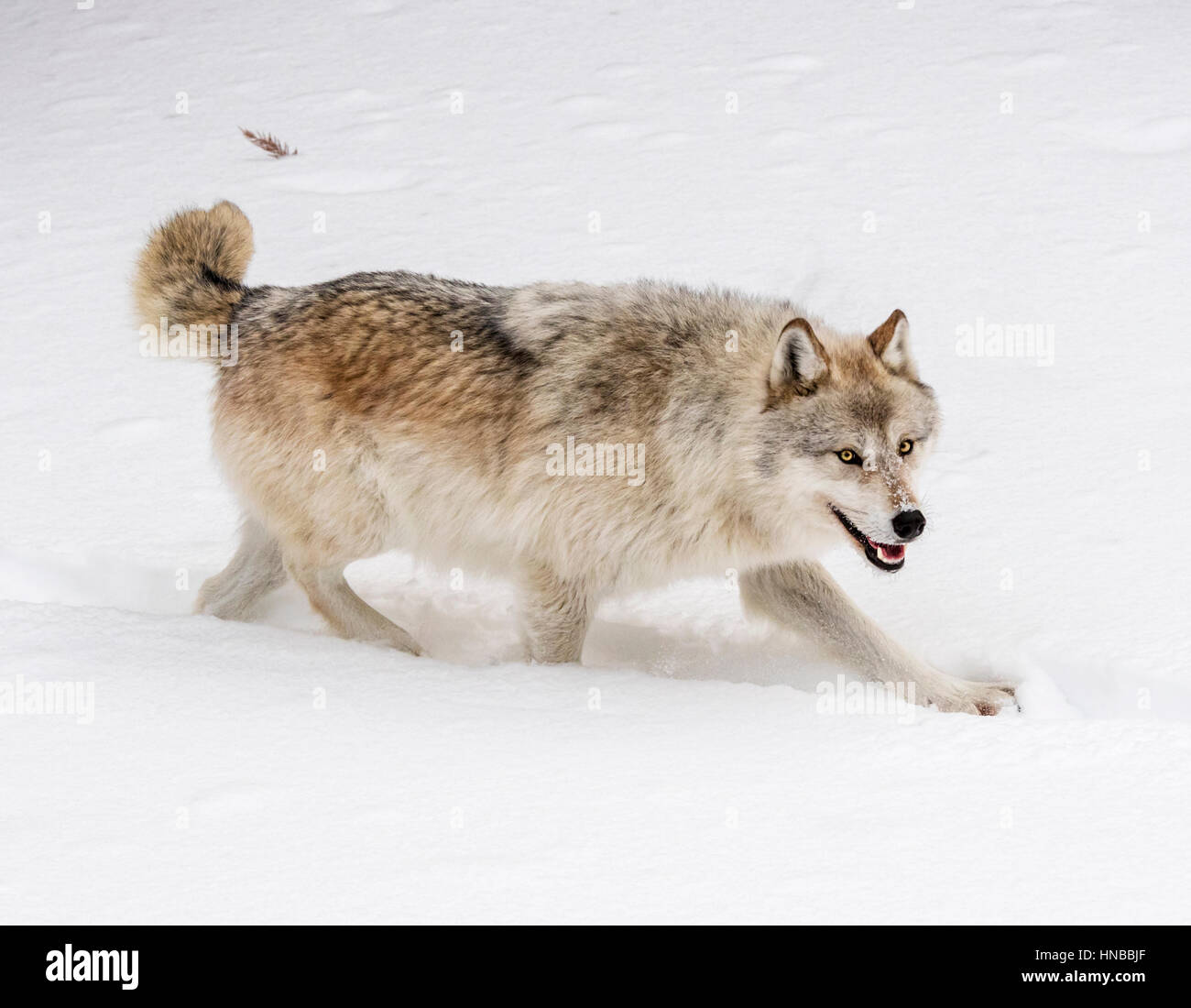 Lupo grigio; Lupus Canus; British Columbia; Canada Foto Stock