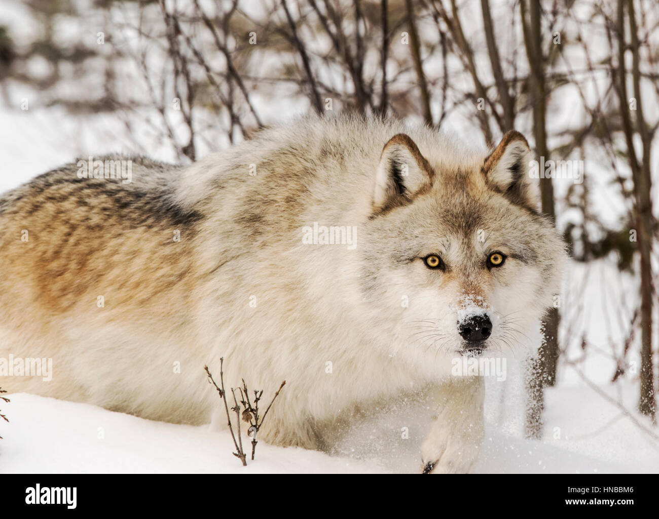 Lupo grigio; Lupus Canus; British Columbia; Canada Foto Stock