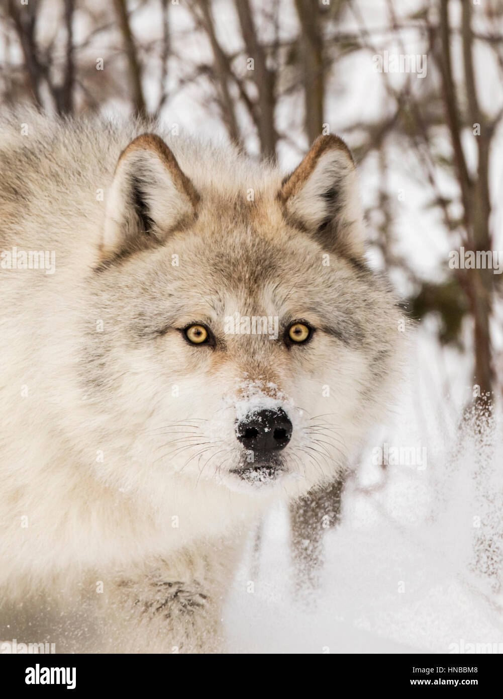 Lupo grigio; Lupus Canus; British Columbia; Canada Foto Stock