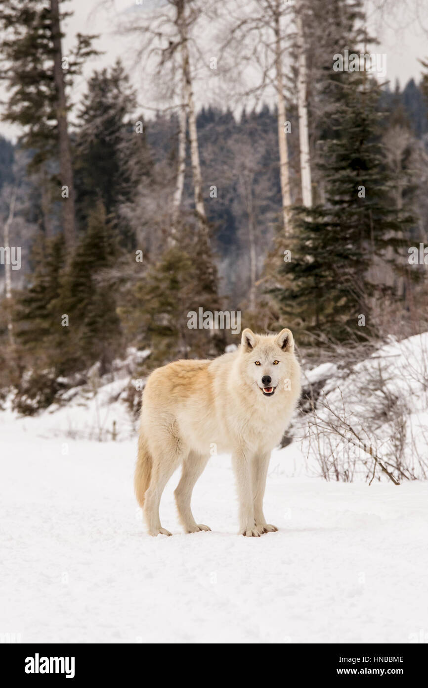 Lupo grigio; Lupus Canus; British Columbia; Canada Foto Stock