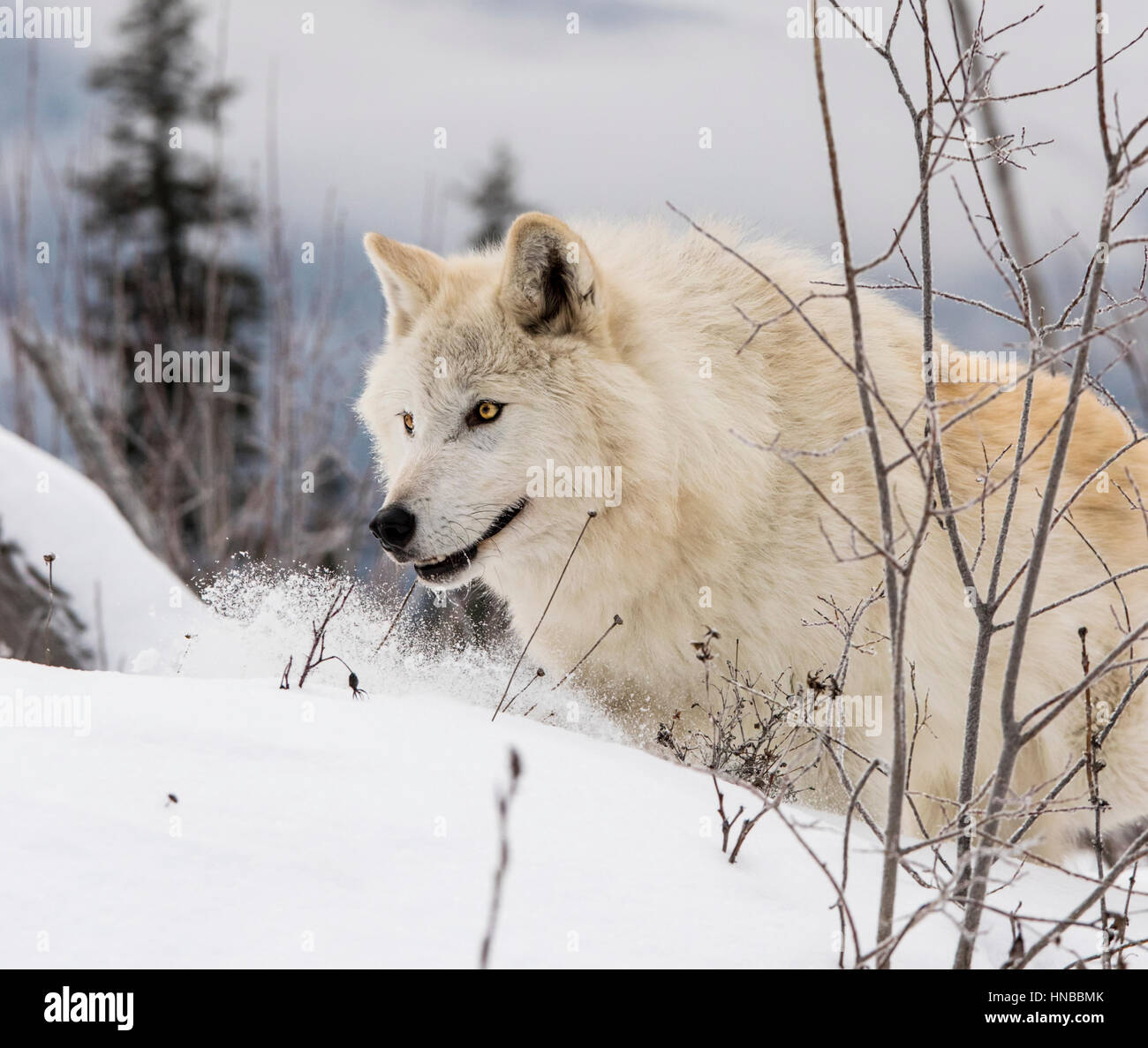 Lupo grigio; Lupus Canus; British Columbia; Canada Foto Stock