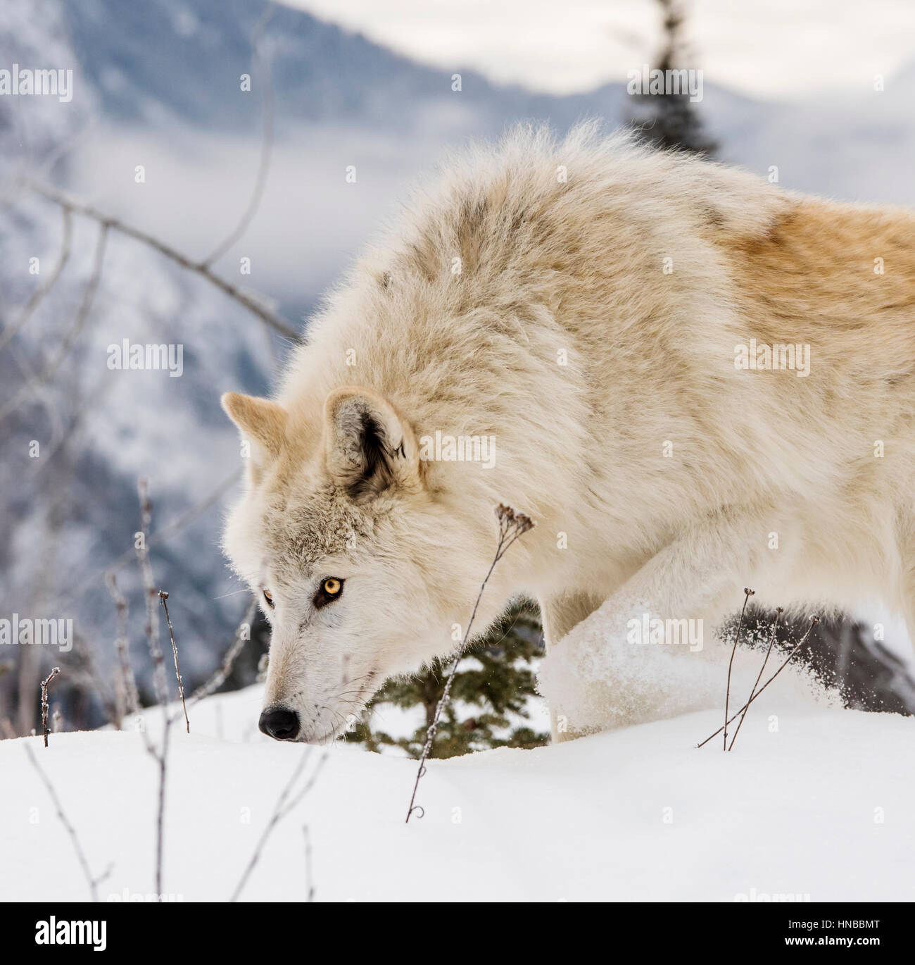 Lupo grigio; Lupus Canus; British Columbia; Canada Foto Stock