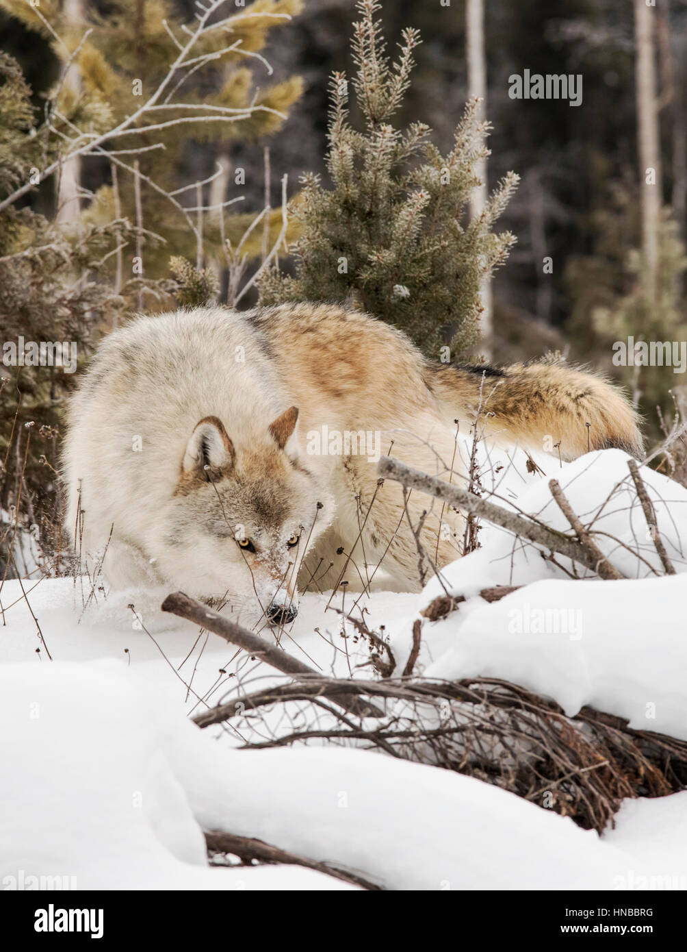 Lupo grigio; Lupus Canus; British Columbia; Canada Foto Stock