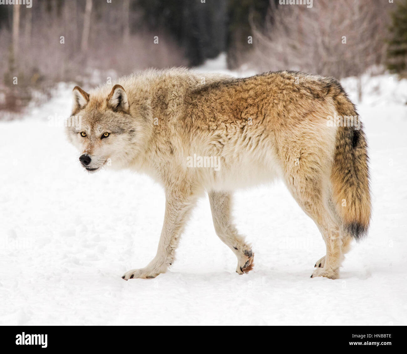 Lupo grigio; Lupus Canus; British Columbia; Canada Foto Stock
