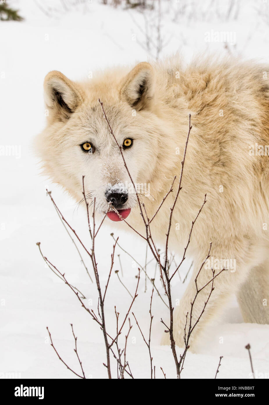 Lupo grigio; Lupus Canus; British Columbia; Canada Foto Stock