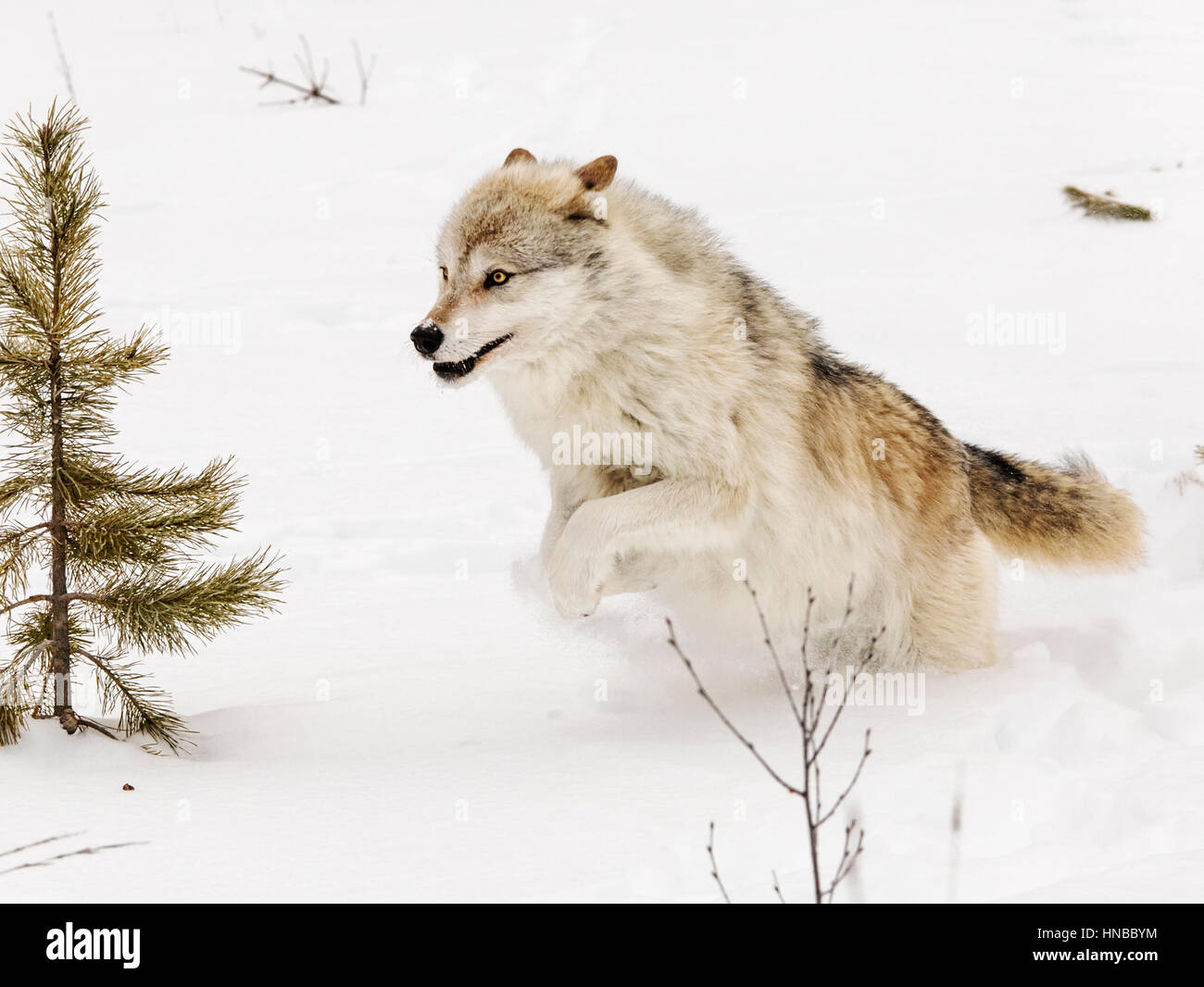 Lupo grigio; Lupus Canus; British Columbia; Canada Foto Stock