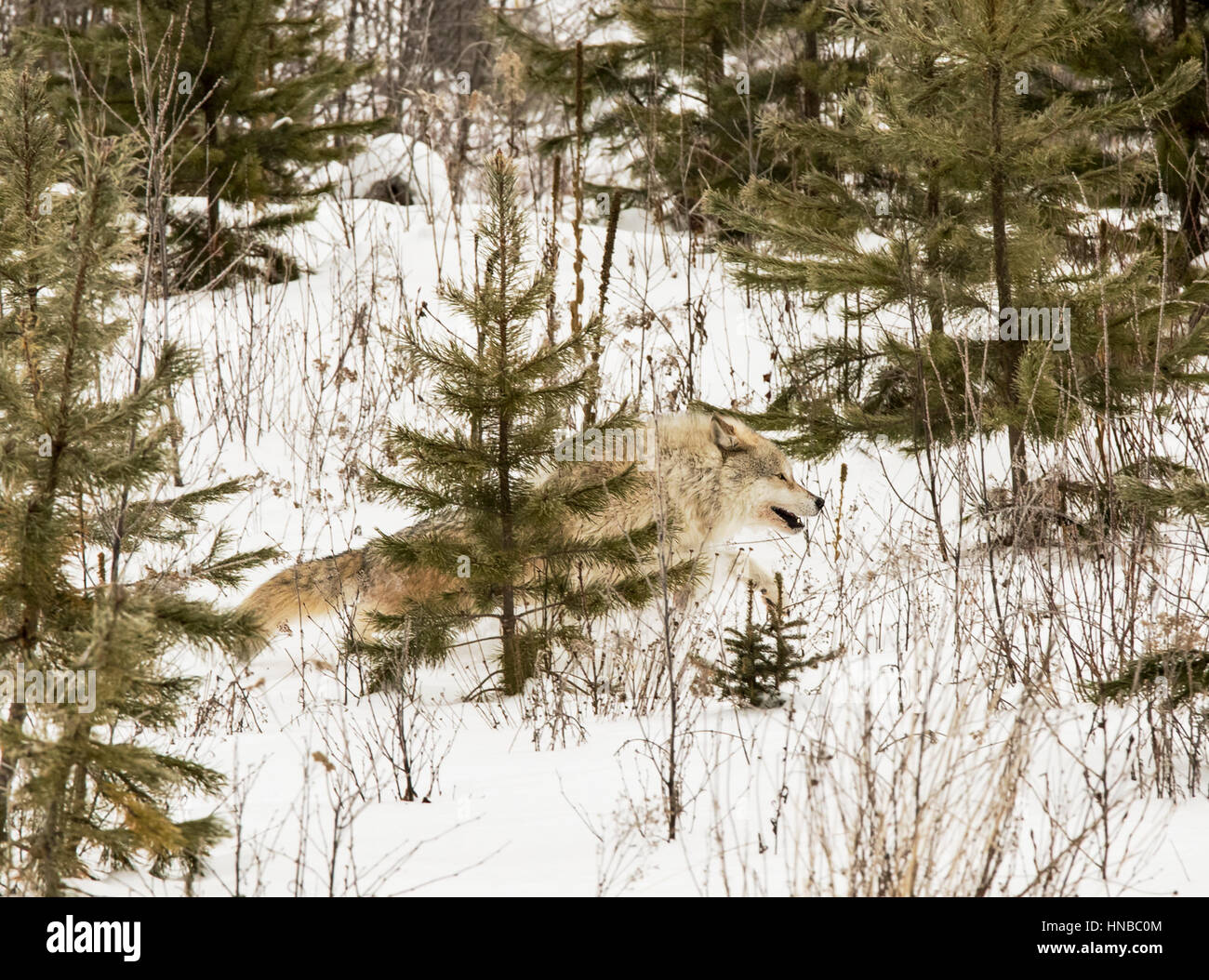 Lupo grigio; Lupus Canus; British Columbia; Canada Foto Stock