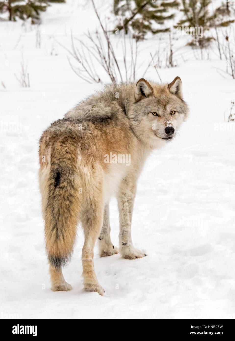 Lupo grigio; Lupus Canus; British Columbia; Canada Foto Stock