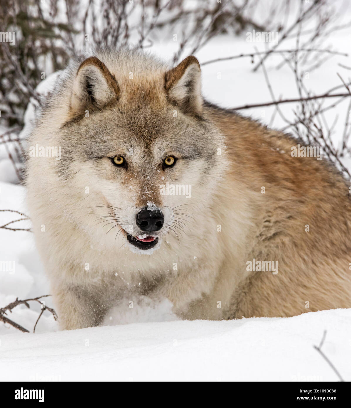 Lupo grigio; Lupus Canus; British Columbia; Canada Foto Stock