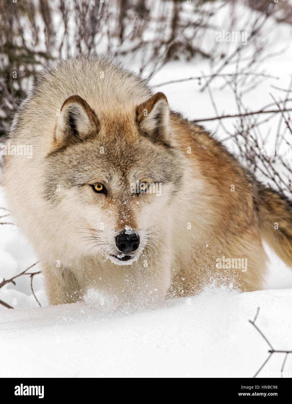 Lupo grigio; Lupus Canus; British Columbia; Canada Foto Stock
