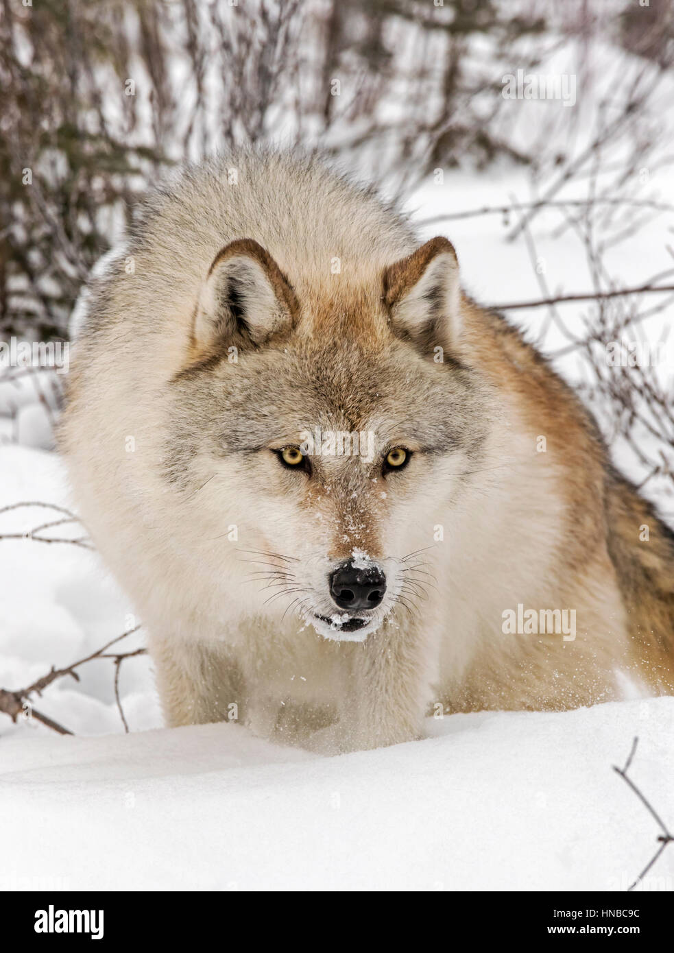 Lupo grigio; Lupus Canus; British Columbia; Canada Foto Stock