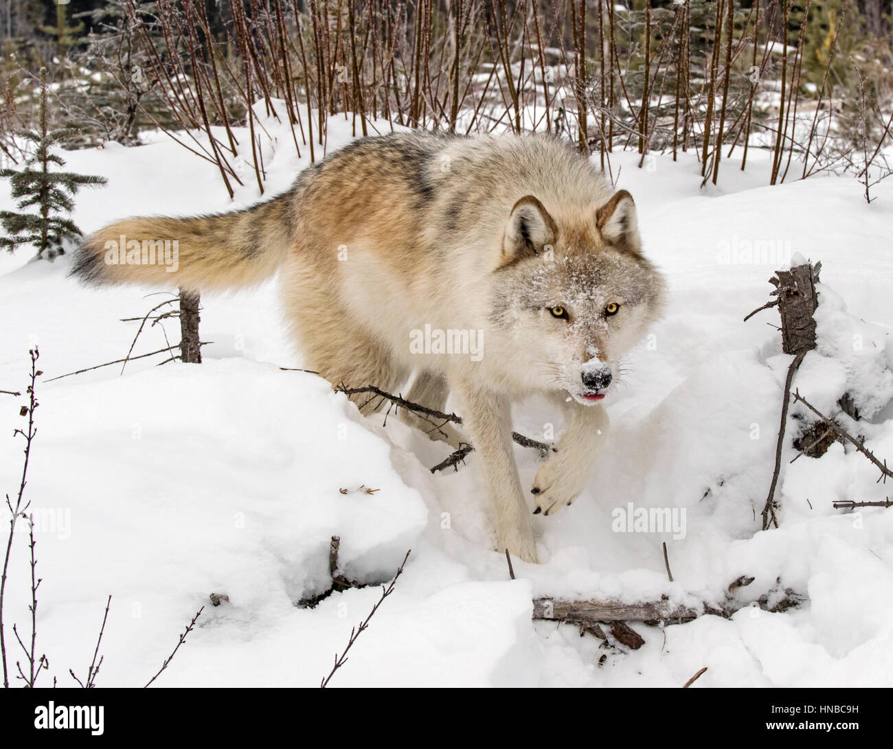 Lupo grigio; Lupus Canus; British Columbia; Canada Foto Stock