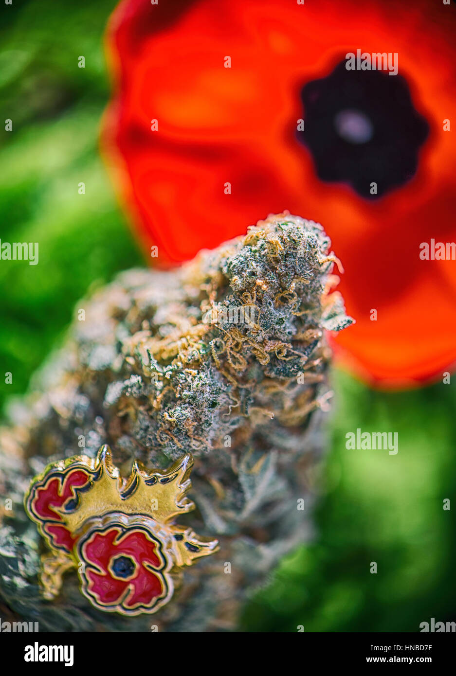 Dettaglio della cannabis bud davanti a un fiore di papavero - medico di marijuana per i veterani concept Foto Stock