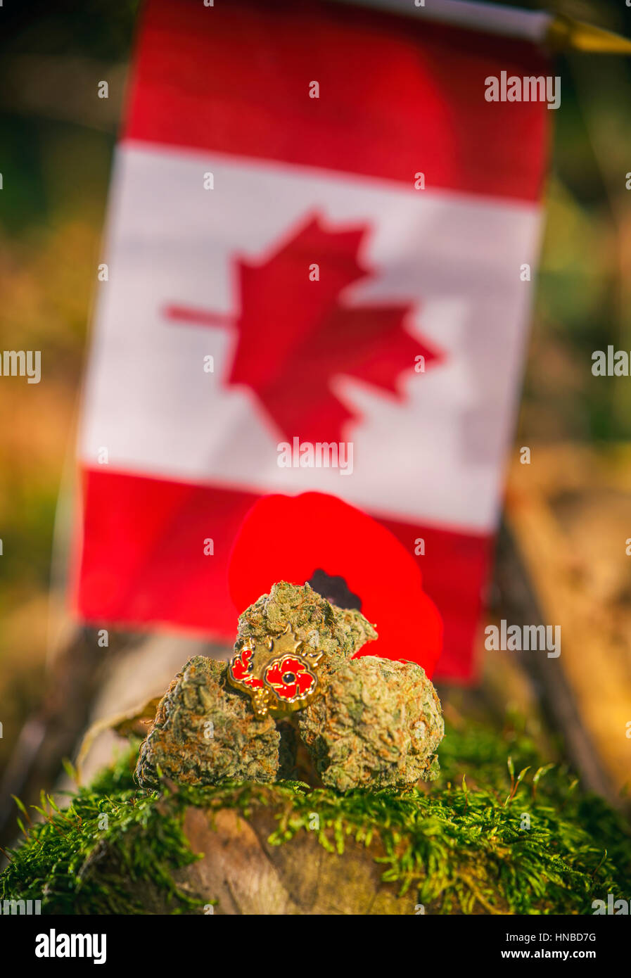 Dettaglio della cannabis gemme disposte nella parte anteriore di una bandiera canadese - medical marijuana concept Foto Stock