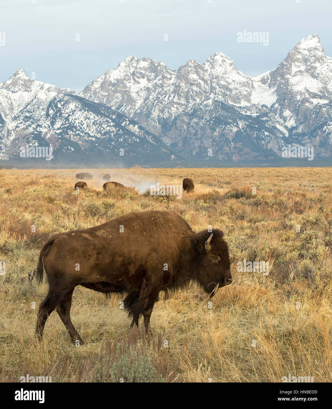 Mucca bisonti nel profondo in erba da di Tetons con cielo blu Foto Stock Mucca bisonti nel profondo in erba da di Tetons con cielo blu Foto Stock