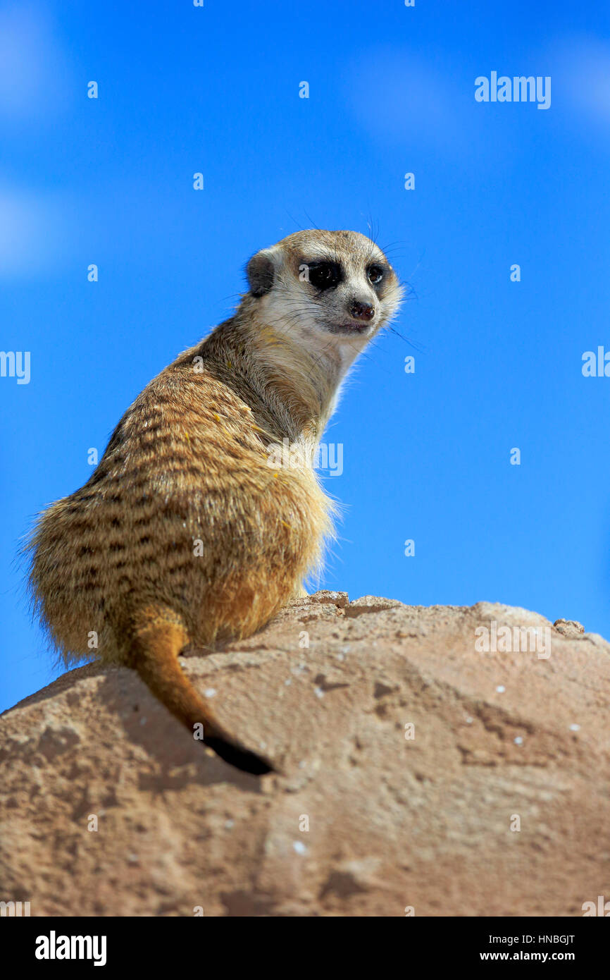Suricate, (Suricata suricatta), Adulto su roccia alert, piccolo Karoo, Western Cape, Sud Africa, l'Africa,Meerkat, Meerkats Foto Stock