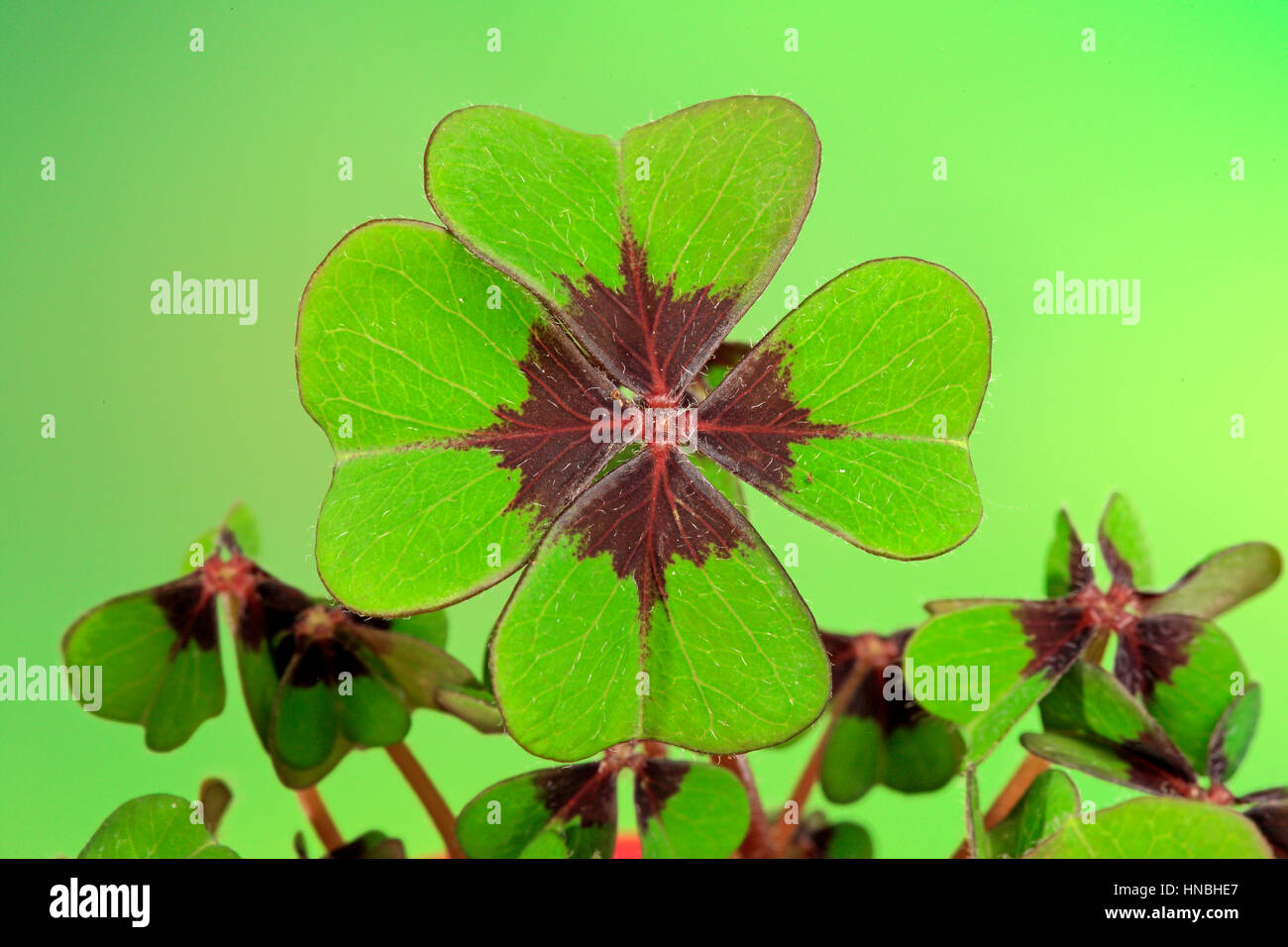 Buona fortuna Shamrock, (Oxalis deppei), Oxalis Croce di Ferro, quattro leafed Clover, piante in vaso, Ellerstadt, Germania, Europa Foto Stock