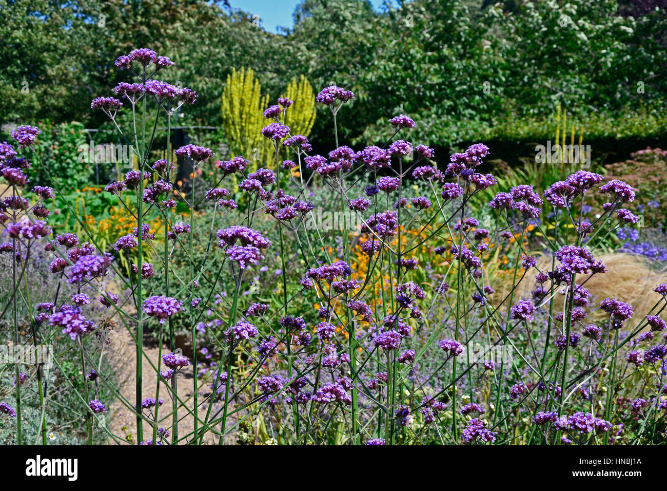 Un giardino cottage flower confine con piantando mescolato tra cui Verbena bonariensis molène e Mullen Foto Stock